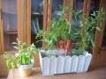 适合家里种植的盆栽蔬菜品种怎么选择