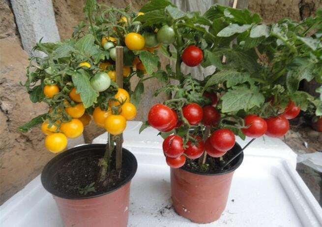 适合家里种植的盆栽蔬菜品种怎么选择