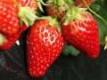 6个赏食两用的草莓盆栽技术