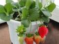 种植盆栽草莓应该注意什么