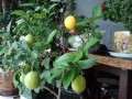 柠檬盆栽怎么浇水施肥的方法