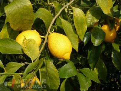 柠檬盆栽的知识