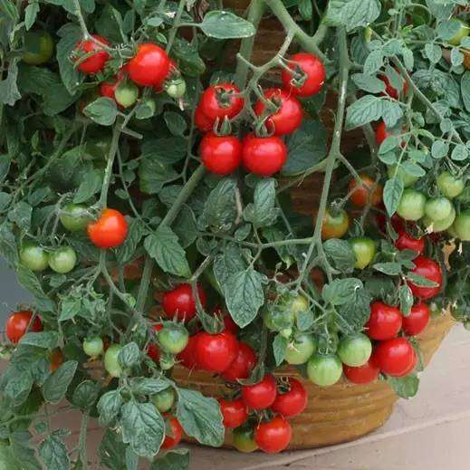 阳台上种番茄，怎么才能让盆栽的结满果子？