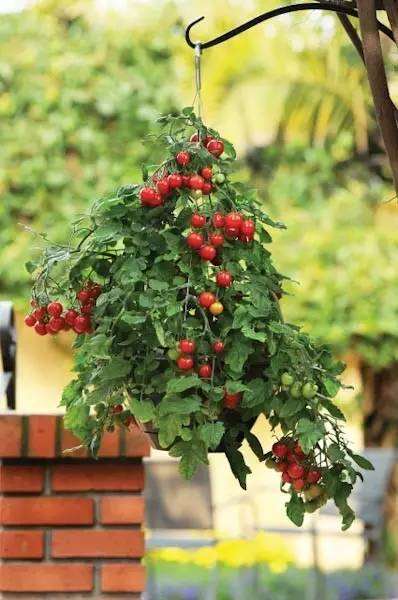 阳台上种番茄盆栽怎么才能结满果子