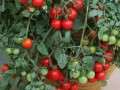 阳台上种番茄盆栽怎么才能结满果子