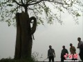 四川长宁枯木榕树发新芽成天然盆景 图片