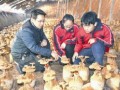 代县中学生物教师培育出盆景灵芝 图片