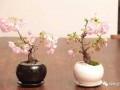 怎么制作樱花盆景的方法