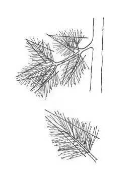 黑松盆景松针发芽短叶修剪方法