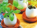 鸡蛋壳怎么制作小盆栽 图片