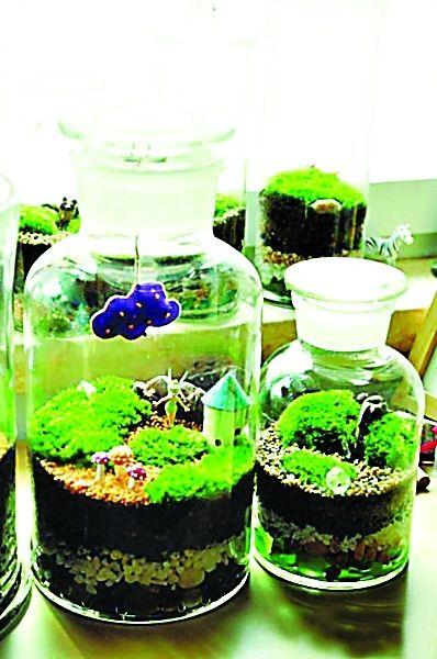焦作网友首创苔藓盆景受捧 把“微型世界”搬桌上