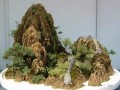 新中国建立以后  上海盆景生产进入新的发展时候
