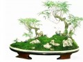 竹盆景欣赏 枝叶多姿 四季常绿