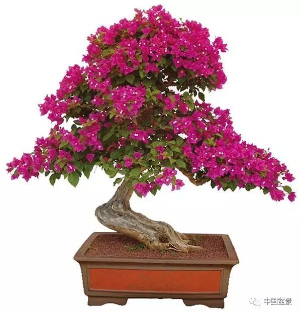 姹紫嫣红的三角梅盆景与美丽有约