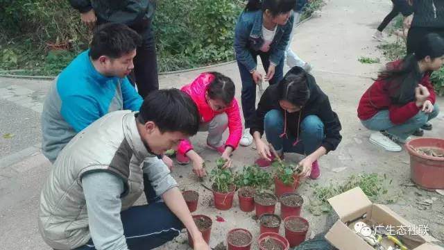 2月28日盆景协会栽花简讯