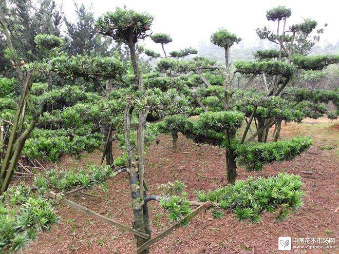 四季常青的罗汉松是中国的特有树种