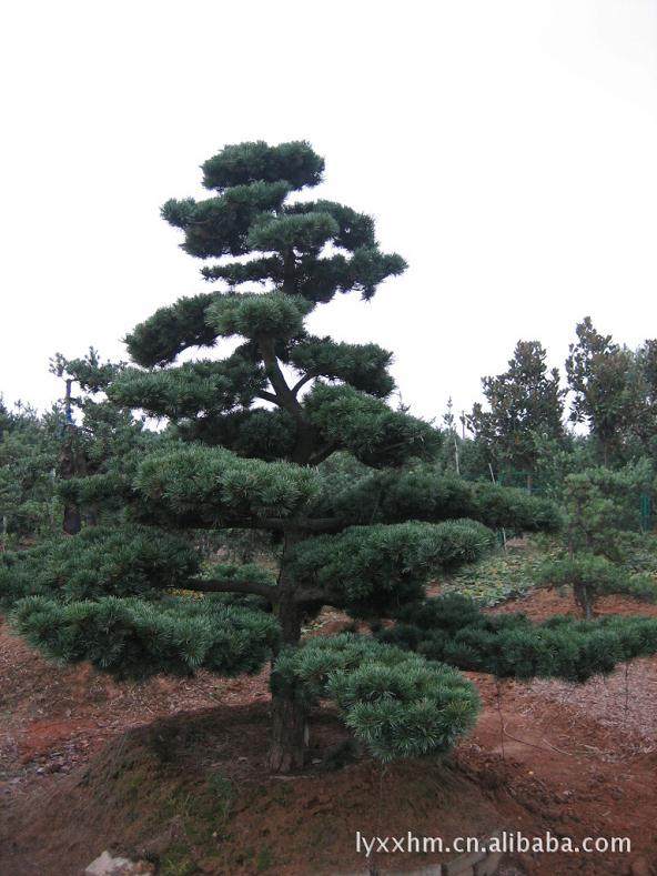 古田一罗汉松树龄最长达3000多年