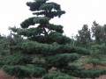 古田一罗汉松树龄最长达3000多年