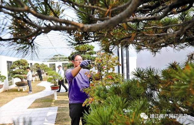 生祠东进建成1500平方米的盆景展示基地