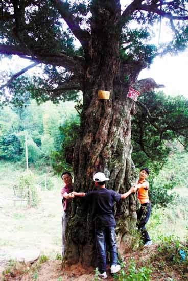 千年罗汉松傲立山村 树高8米要3人合抱(图)