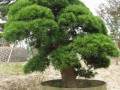 镇江市官塘桥路附近的一棵名贵树种罗汉松被盗