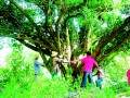 浏阳市小河乡田心村傲立着一棵树龄达800余年的古罗汉松