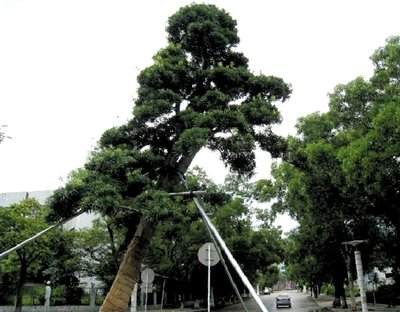 珠海市耗资800万元种植了31棵罗汉松 结果质疑声四起