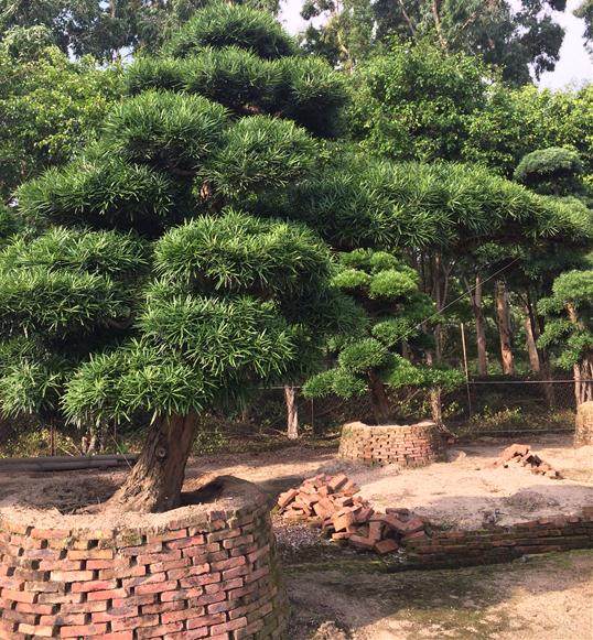 珠海耗资800万元在两条道路的导流岛上种植了31棵罗汉松