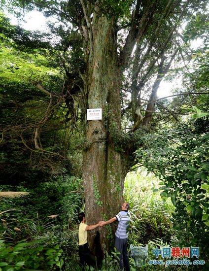 石城发现国家一级保护树种罗汉松 树龄千年以上 图