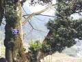 重庆天星村有棵250岁罗汉松 树冠十多平方米 图片