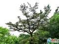 这是晋江唯一一棵野生油杉 经常被误认为罗汉松 图片