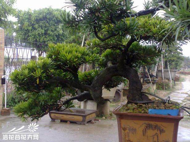 珠海连续破获盗挖保护植物案件 挽救377棵黄杨木32棵罗汉松