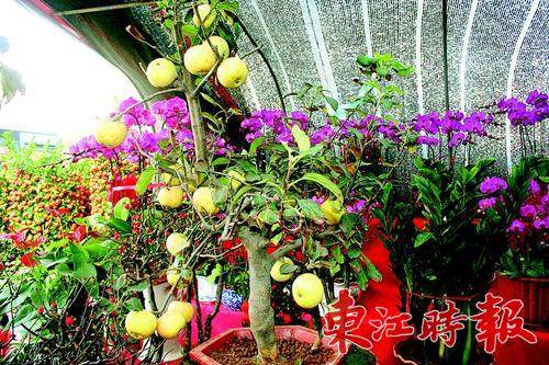     苹果盆景寓意“平平安安 ”，深受 市 民喜爱。
本报记者徐焕棠 摄

