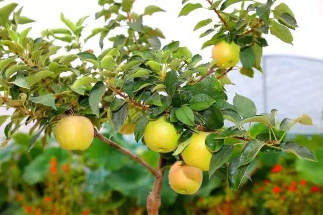 金丰果园——告诉你盆景苹果的奥秘！