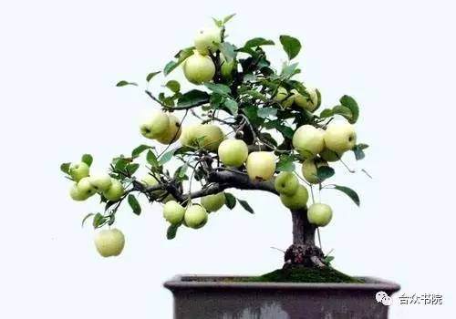 合众书院果树盆景系列-苹果盆景