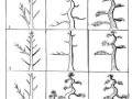 各种树形盆景怎么造型的图谱