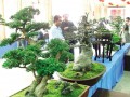 安徽第四届园林花卉盆景展举行