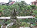 安徽池州农民玩转电子商务 网上销售苗木盆景