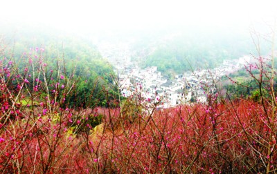 3月11日，卖花渔村红梅次第开放，形成漫山遍野披“红妆”的绝佳美景