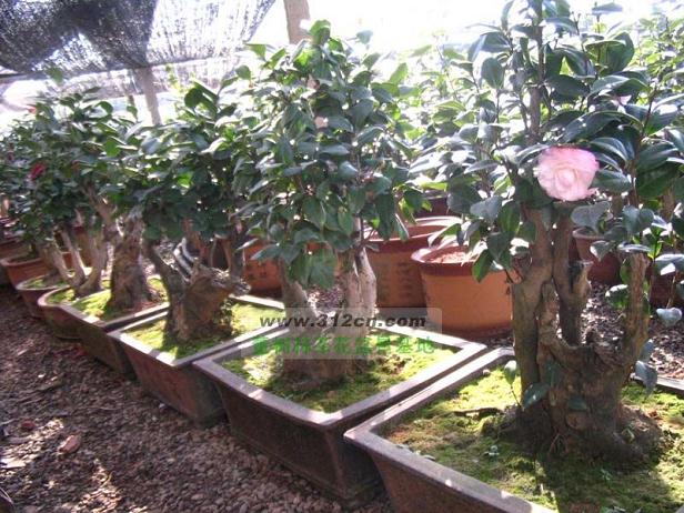 安徽徐红专的榔榆盆景市场价格已达到3万多元