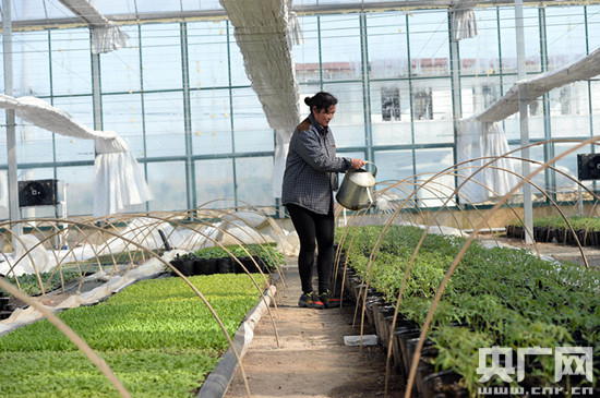 安徽合肥盆景蔬菜水果受青睐