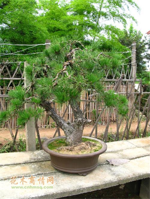 合肥：爱好盆景又不愿花钱买 三人结伙到青阳偷盗盆景