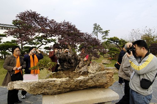 徽派盆景艺术节在黄山歙县举行
