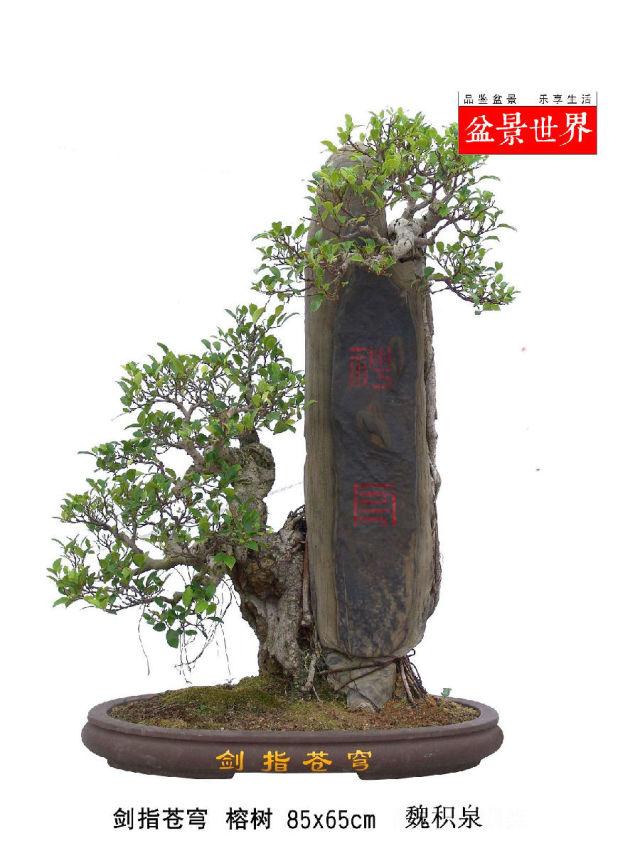 福建：李梅老树桩可变身高档盆景