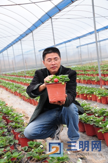 福建大田家庭农场推出草莓盆景