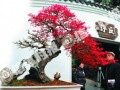 岭南盆景引市民震撼 150岁红继木花开满树