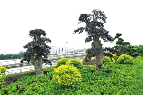 福州海峡奥体中心现万元红花檵木盆景