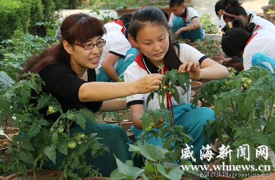 山东柳林：种植盆景蔬菜（图）