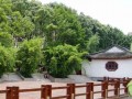 福州70岁老伯花了1年3个月 制成了两棵铜榕盆景