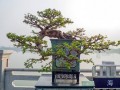 福建茶盆景又称基及树猫仔树 为紫草科常绿灌木